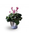 Cyclamen Plant